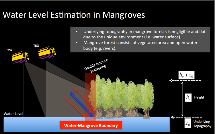 TDX Mangroves