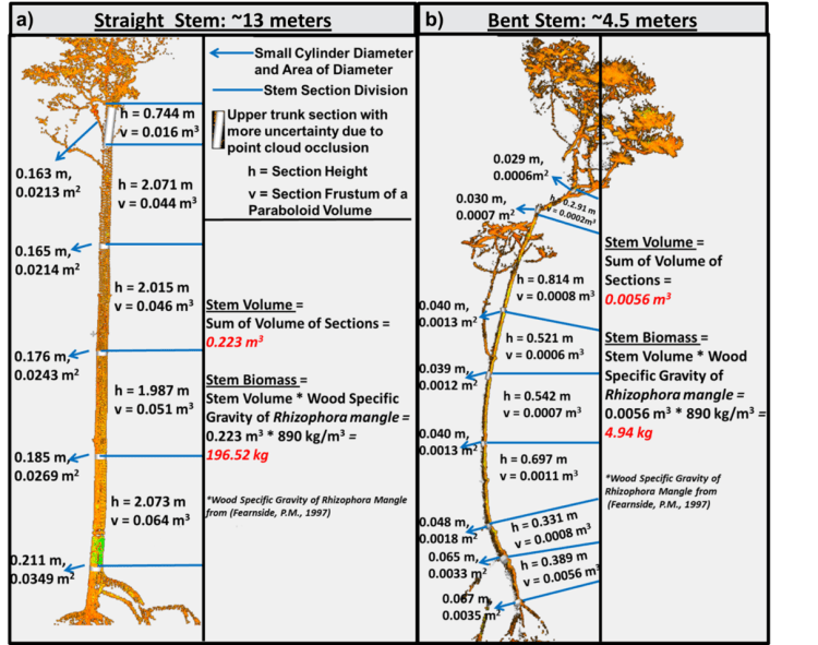 TLS_tree